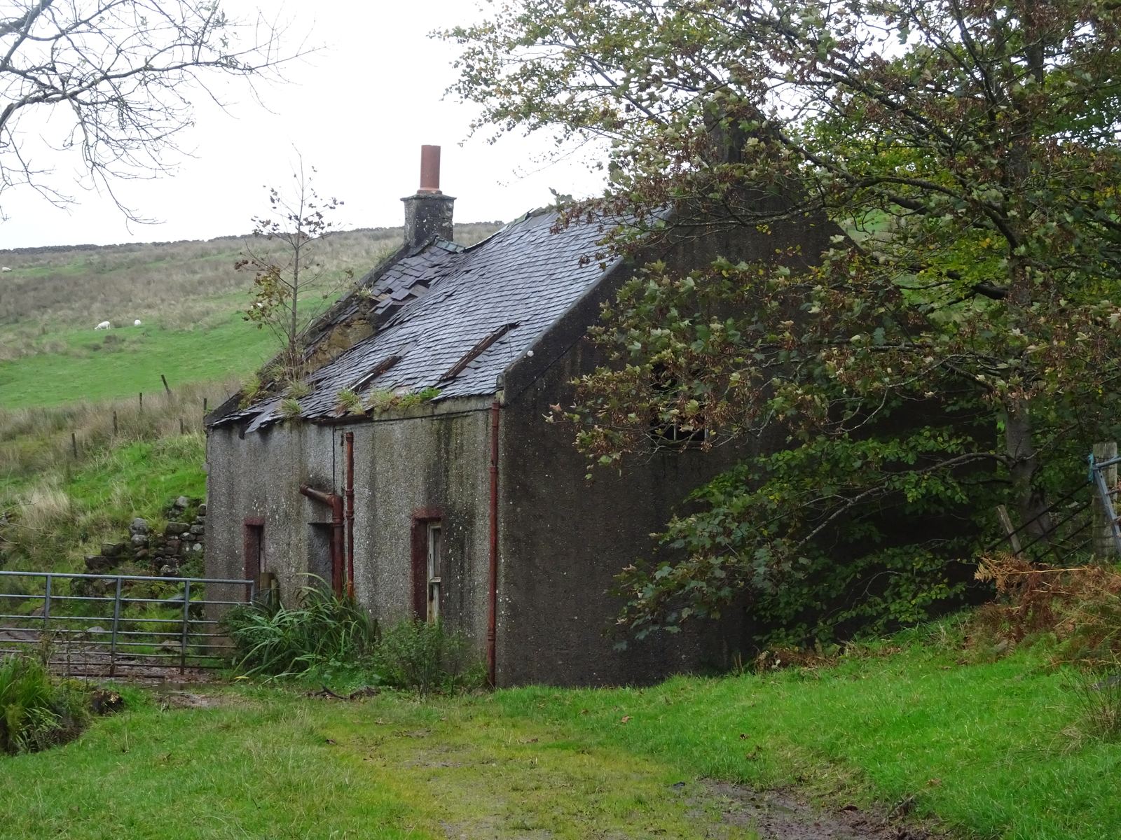 A derelict stone cottage with a broken slate roof and a red chimney pot, sheep on the hillside behind.